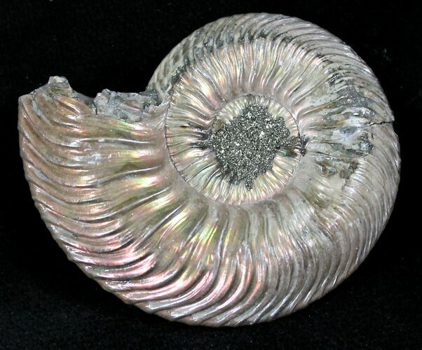 Quenstedticeras Ammonite - Pyritized & Iridescent #28043